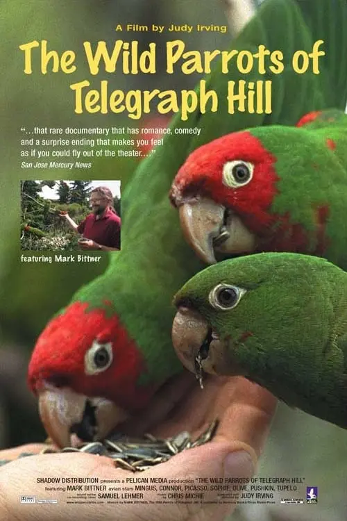 The Wild Parrots of Telegraph Hill_peliplat