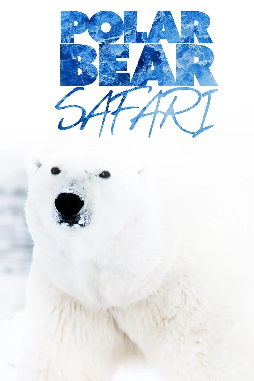 Polar Bear Safari_peliplat