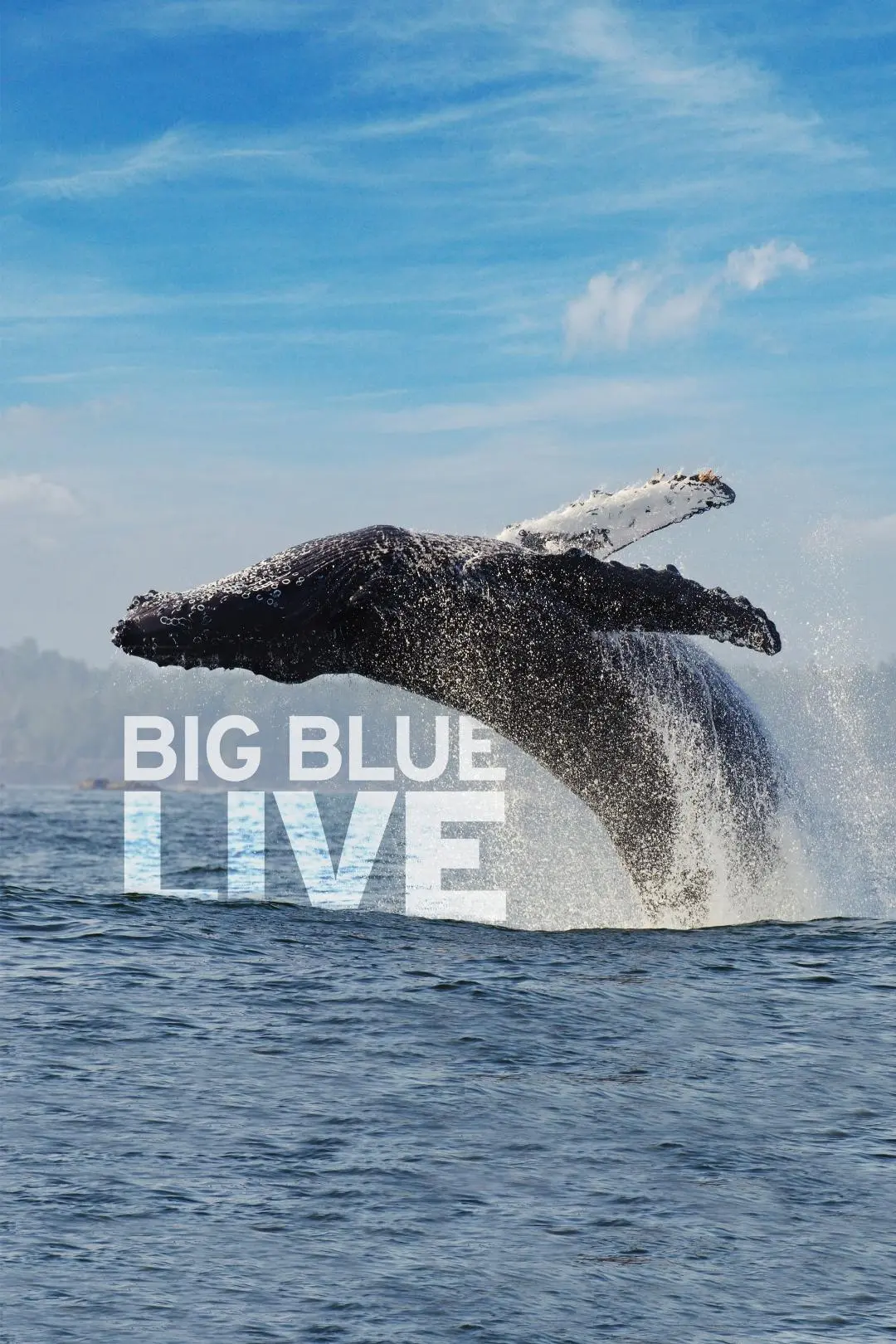 Big Blue Live_peliplat