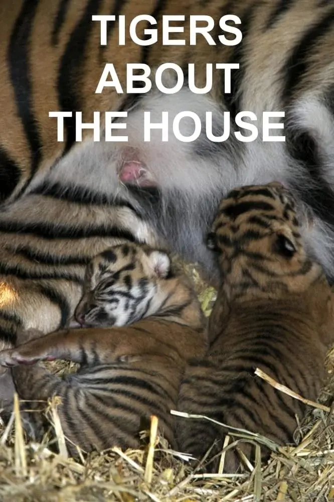 Tigers About the House_peliplat