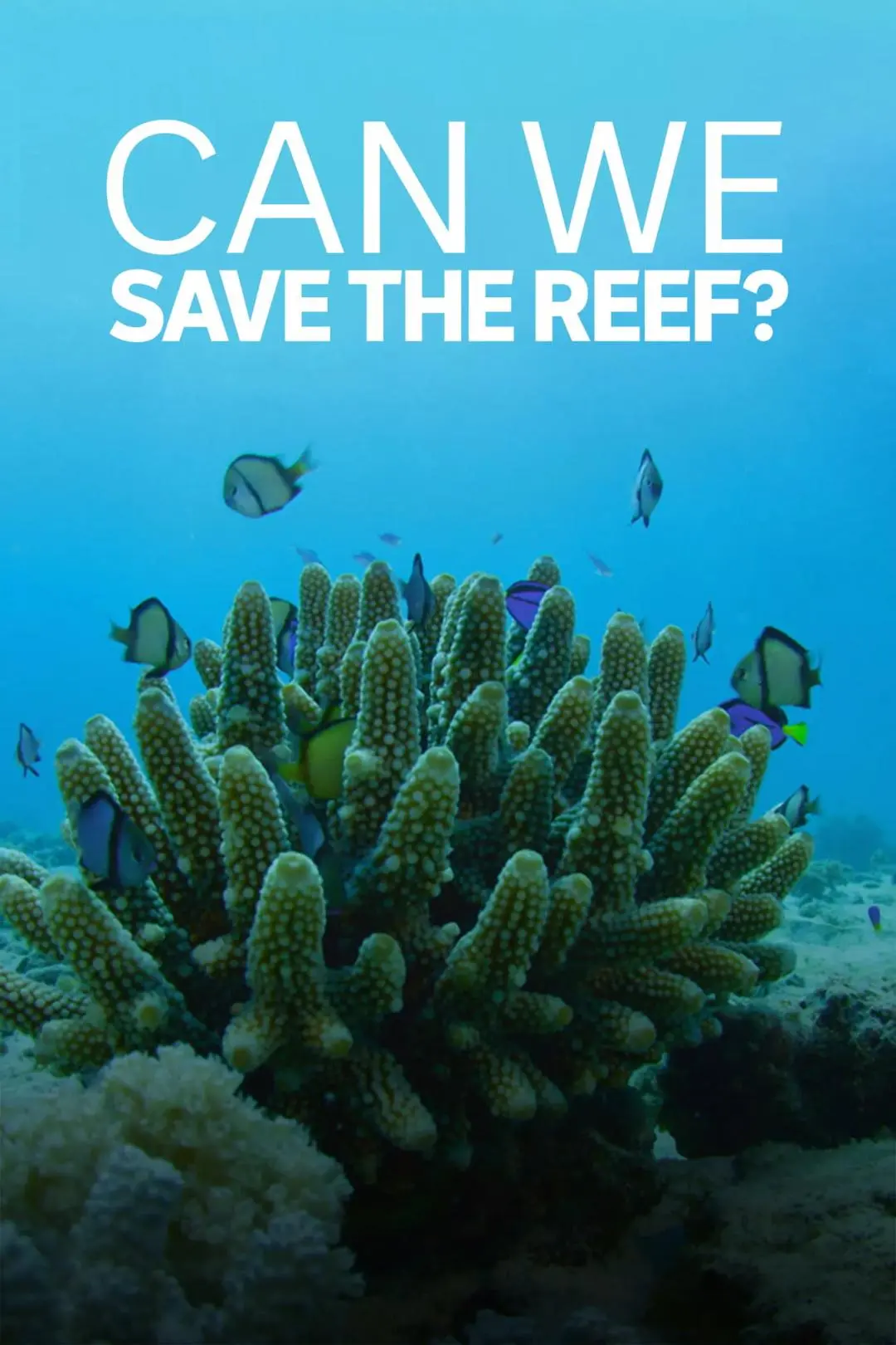 Can We Save the Reef?_peliplat