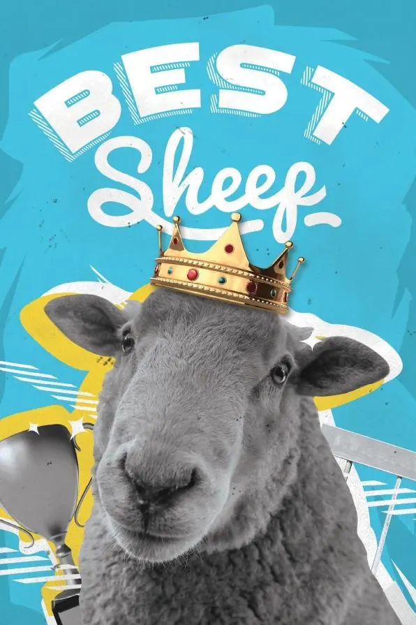 Best Sheep_peliplat