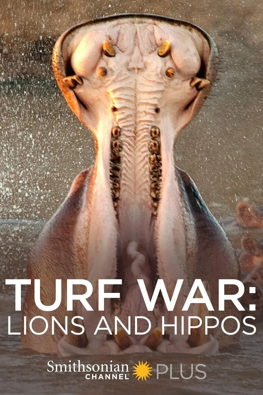 Turf War: Lions and Hippos_peliplat