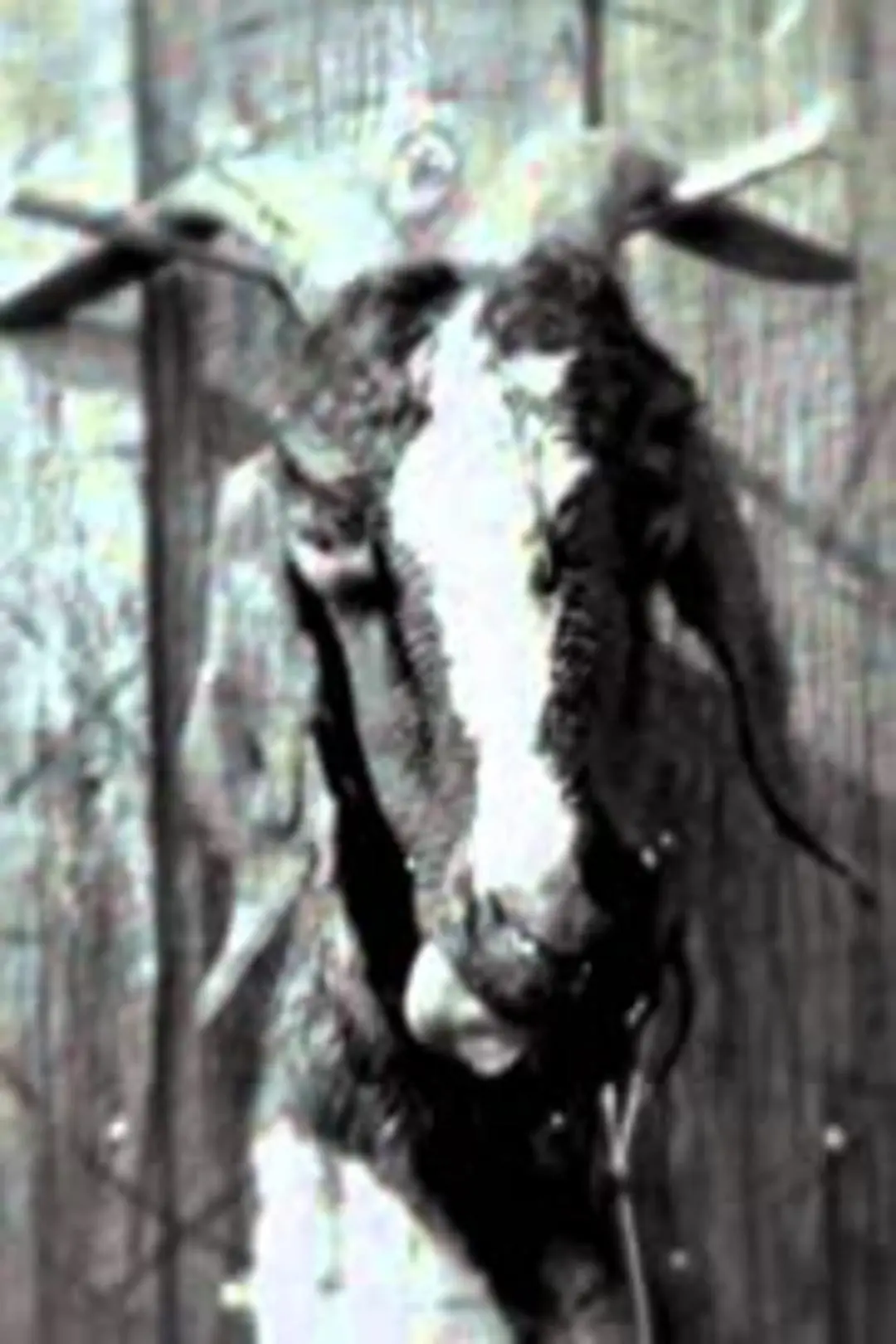 Slipknot: Goat - The 10th Anniversary of Iowa_peliplat