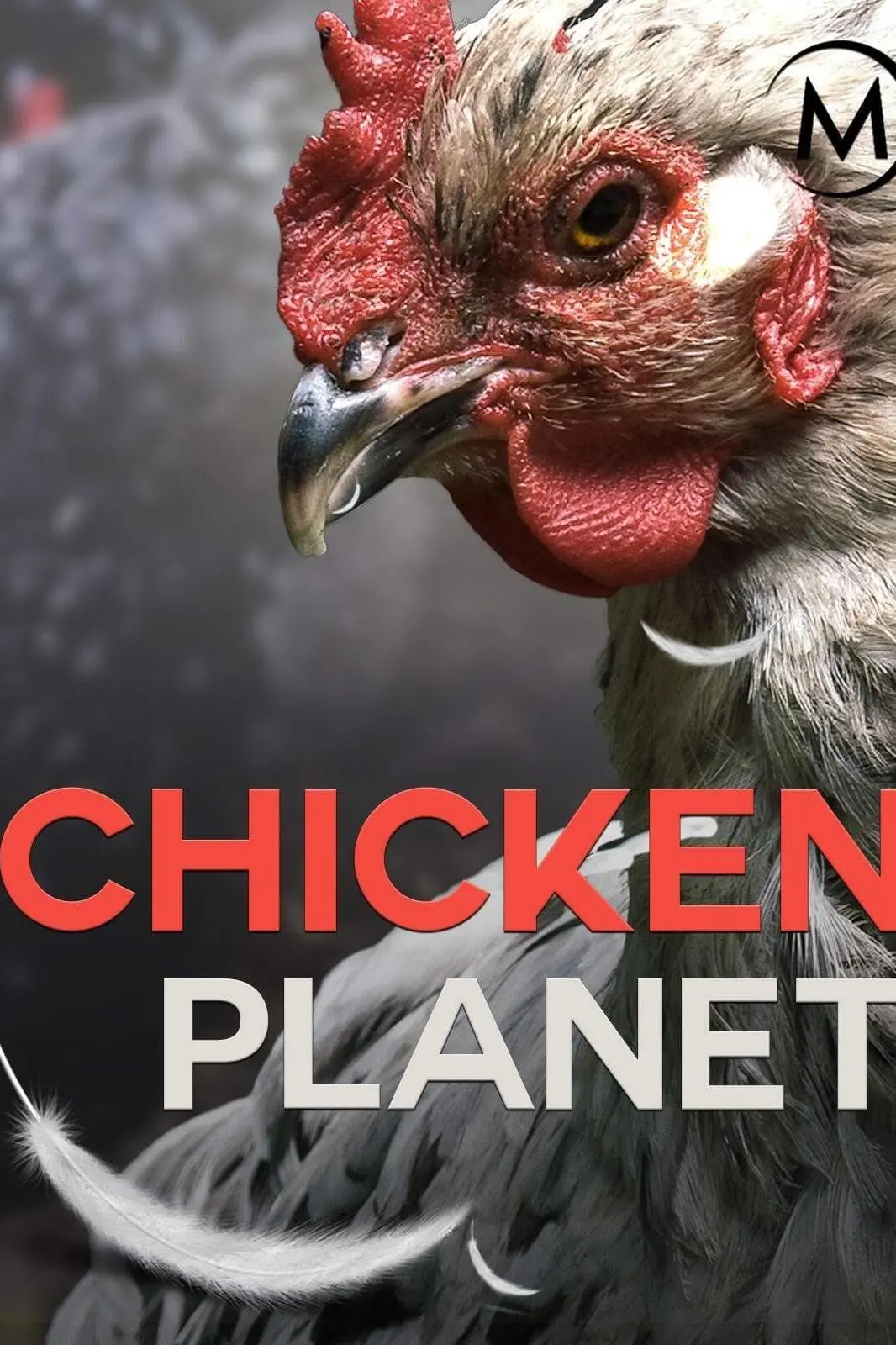 Chicken Planet_peliplat