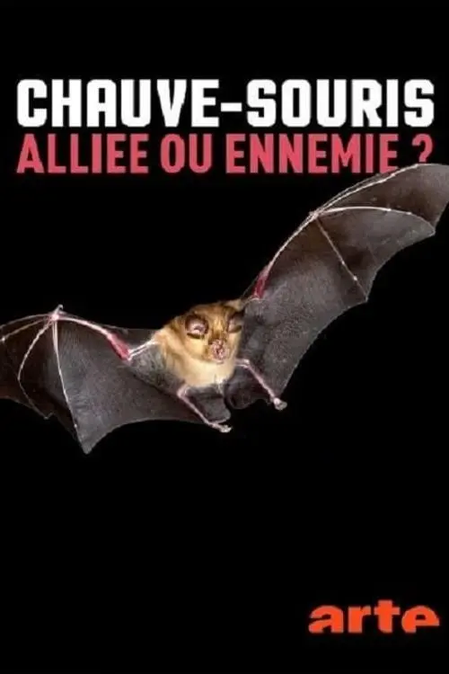 Chauve-souris : Alliée ou ennemie ?_peliplat