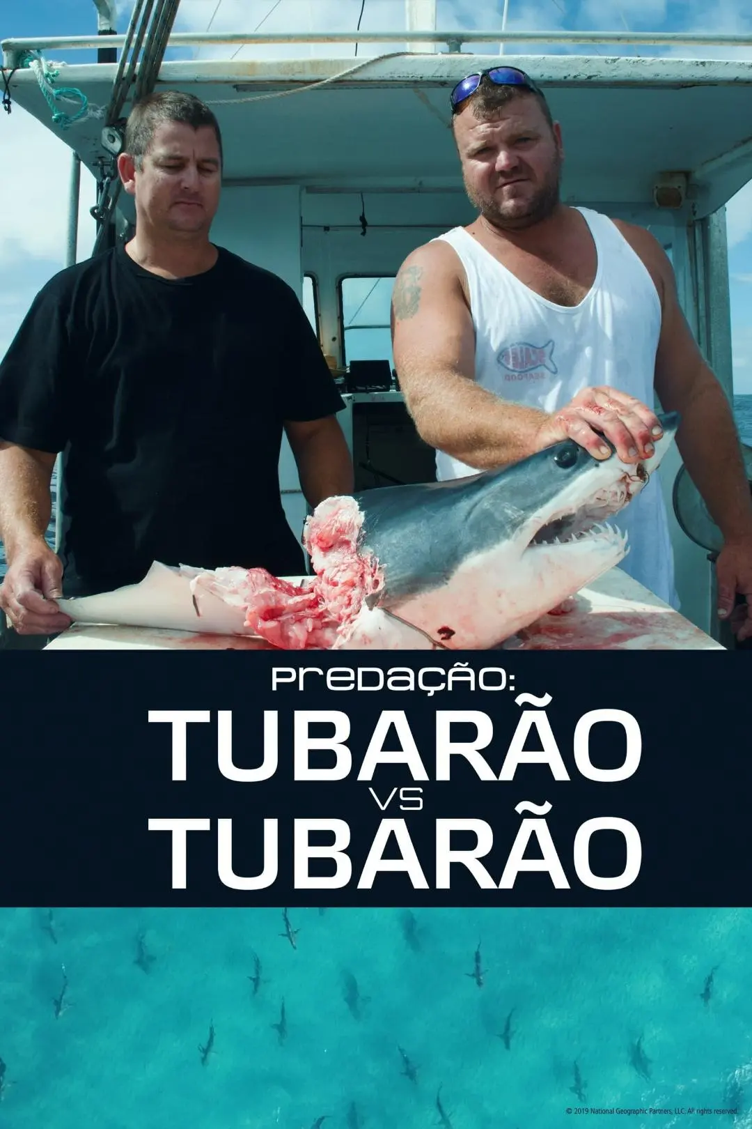 Predação: Tubarão vs. Tubarão_peliplat