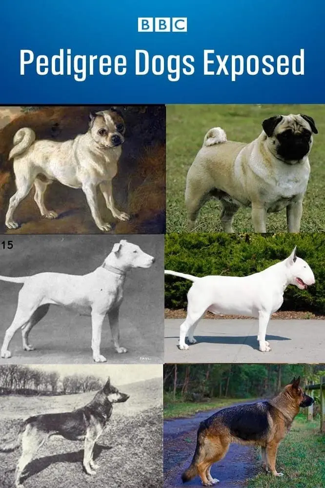 Pedigree Dogs Exposed_peliplat