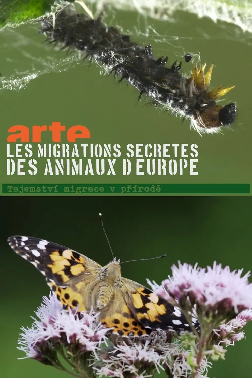 Secret Migrations_peliplat