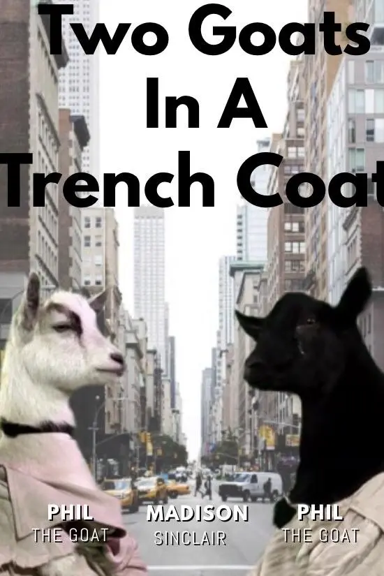 Two Goats in a Trench Coat_peliplat