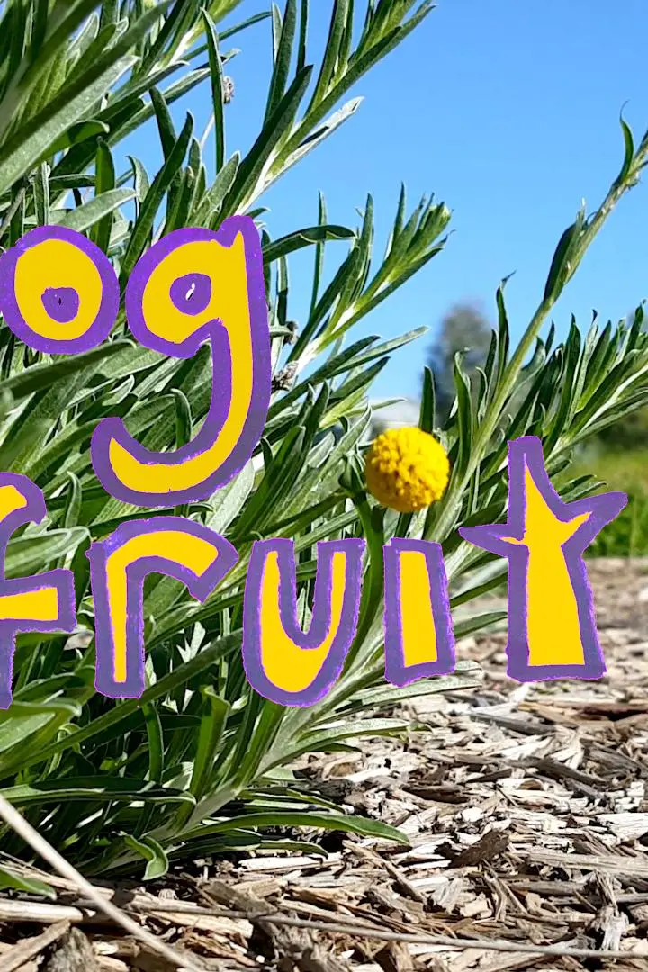 Dog Fruit_peliplat
