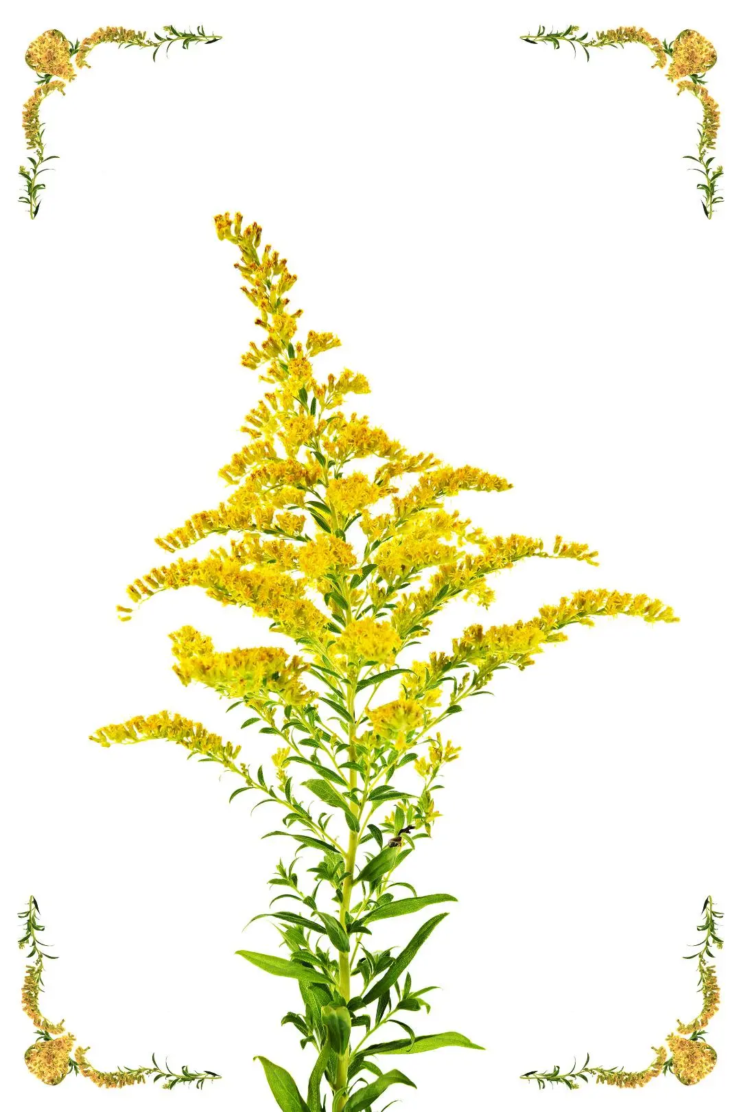 Goldenrod_peliplat