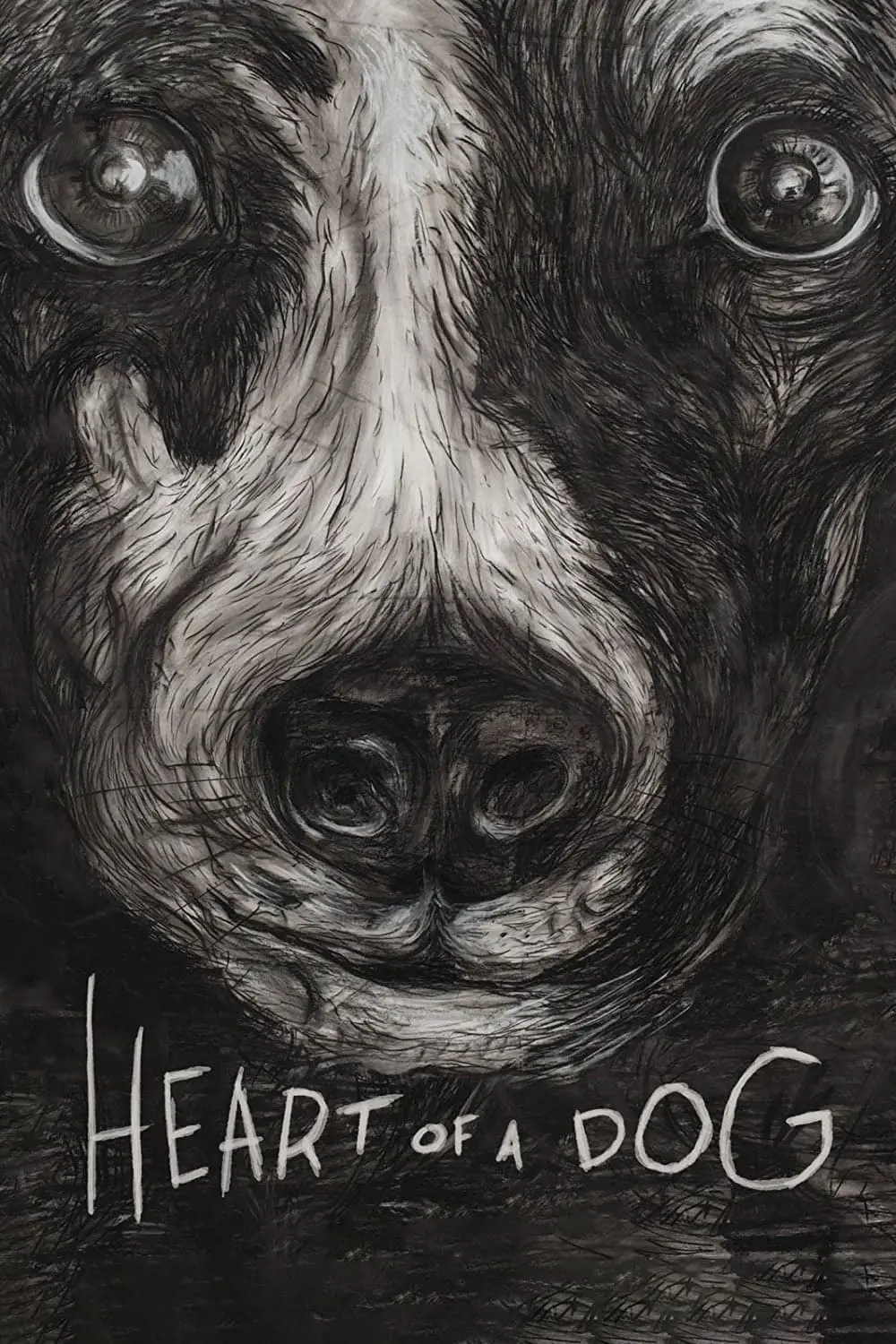 Heart of a Dog_peliplat