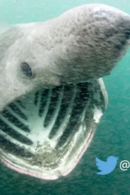 Close encounters with basking sharks_peliplat