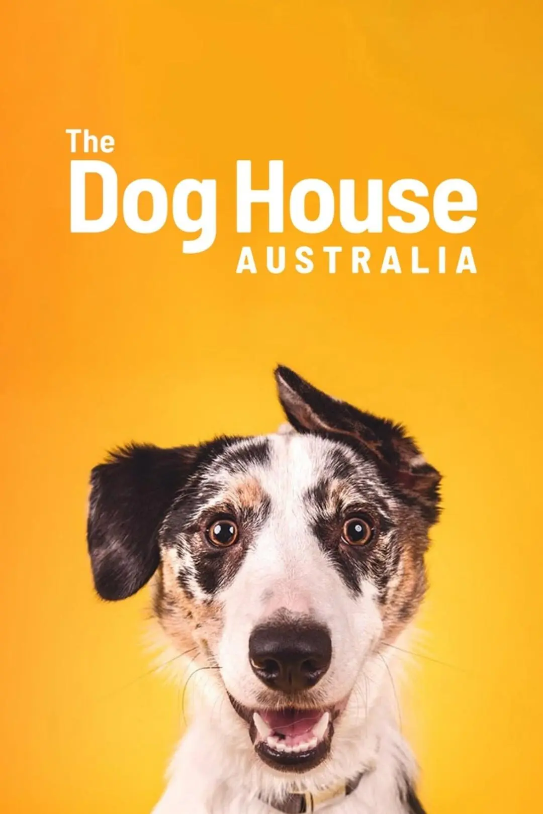 The Dog House Australia_peliplat