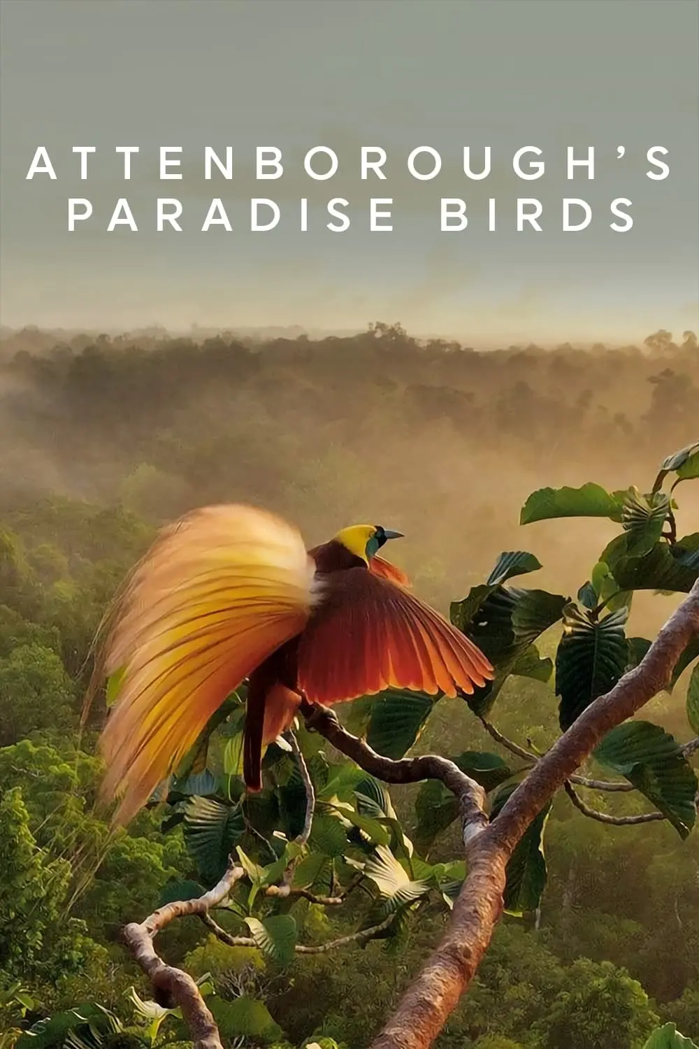 Attenborough's Paradise Birds_peliplat