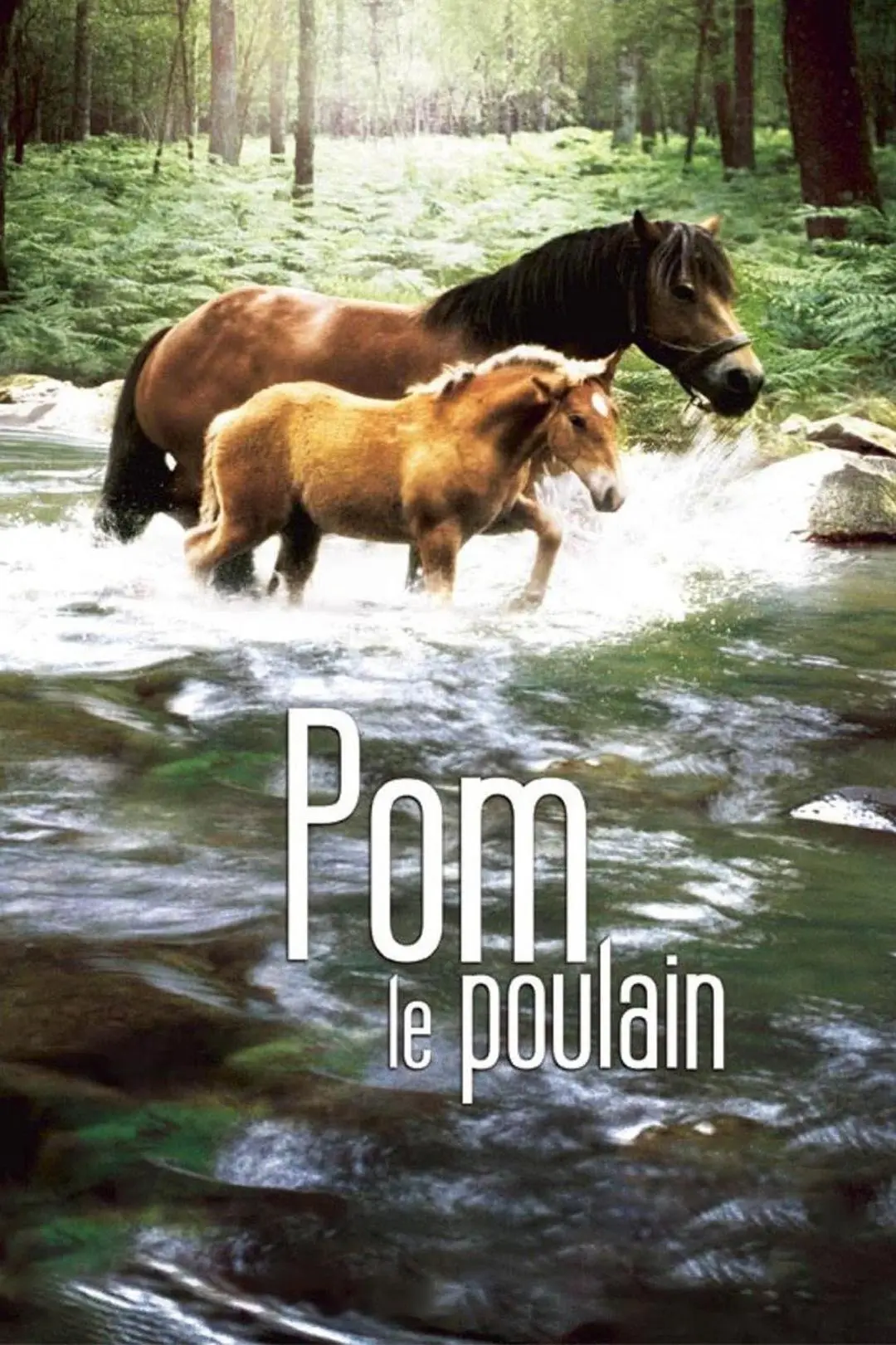 Pom, le poulain_peliplat