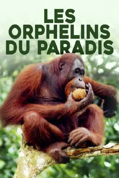 Les Orphelins du paradis_peliplat