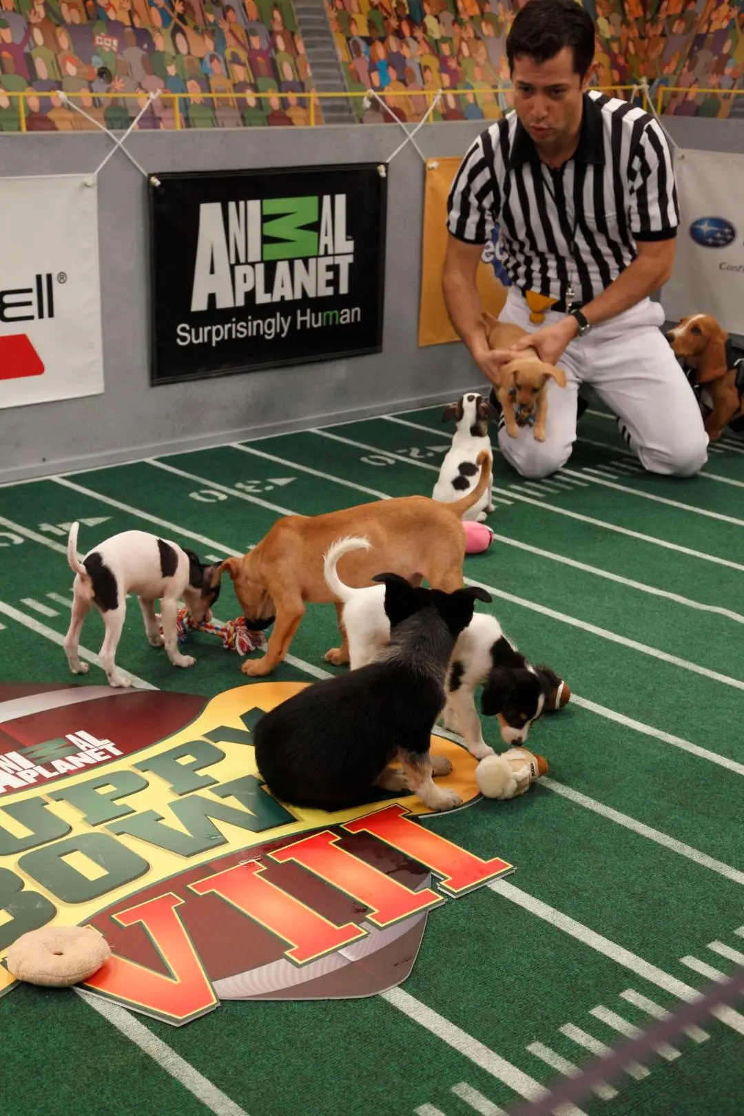 Puppy Bowl VIII_peliplat