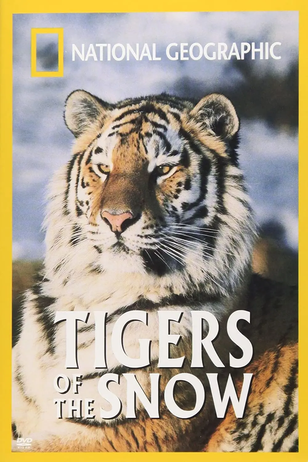 Tigers of the Snow_peliplat