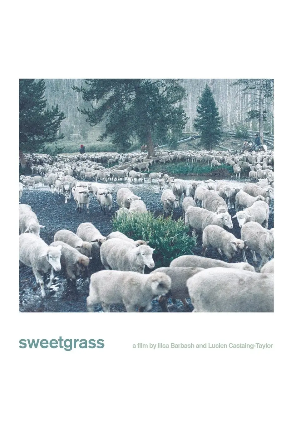 Sweetgrass_peliplat