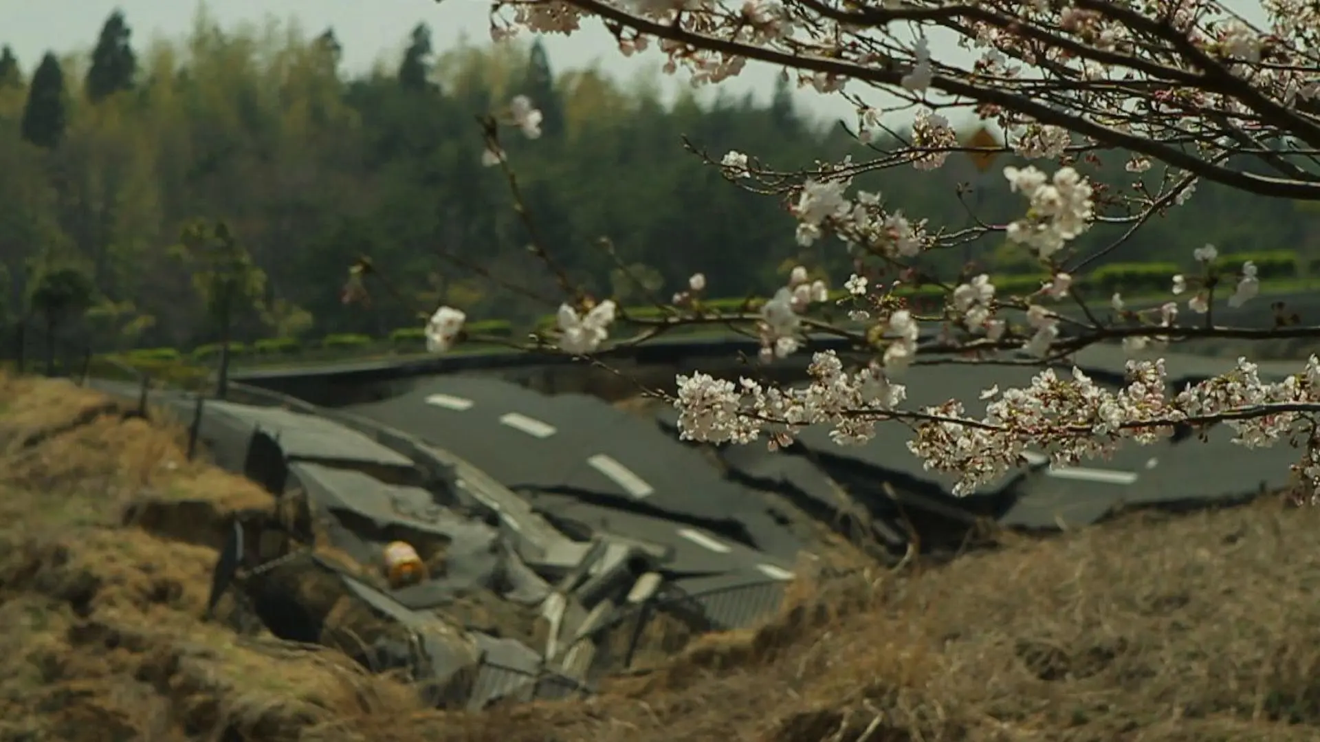 The Tsunami and the Cherry Blossom_peliplat