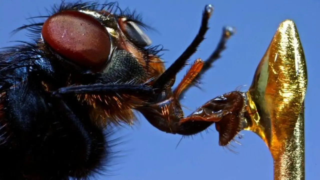 Edwardian Insects on Film_peliplat