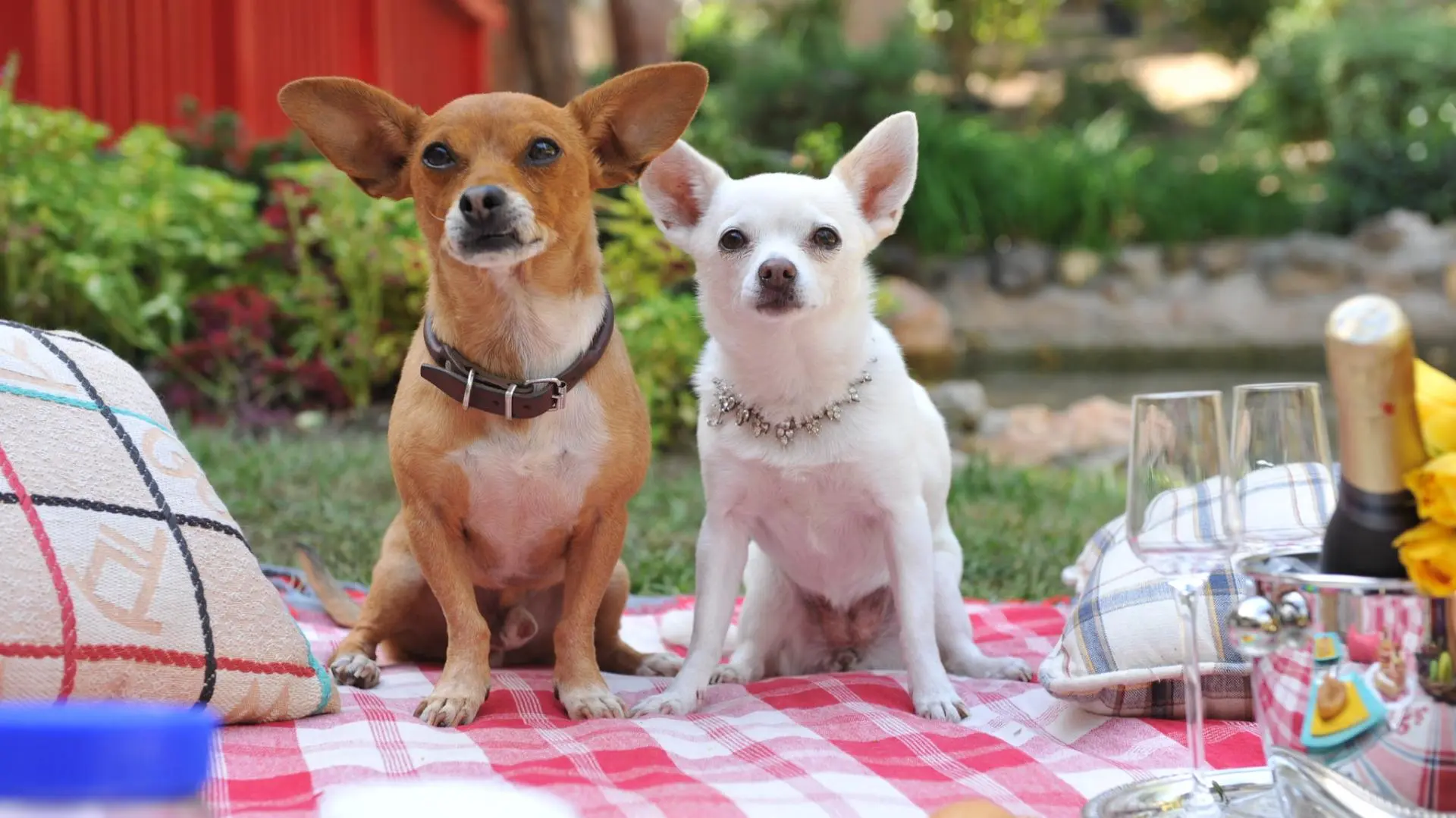 Una Chihuahua de Beverly Hills 3: ¡Viva la fiesta!_peliplat