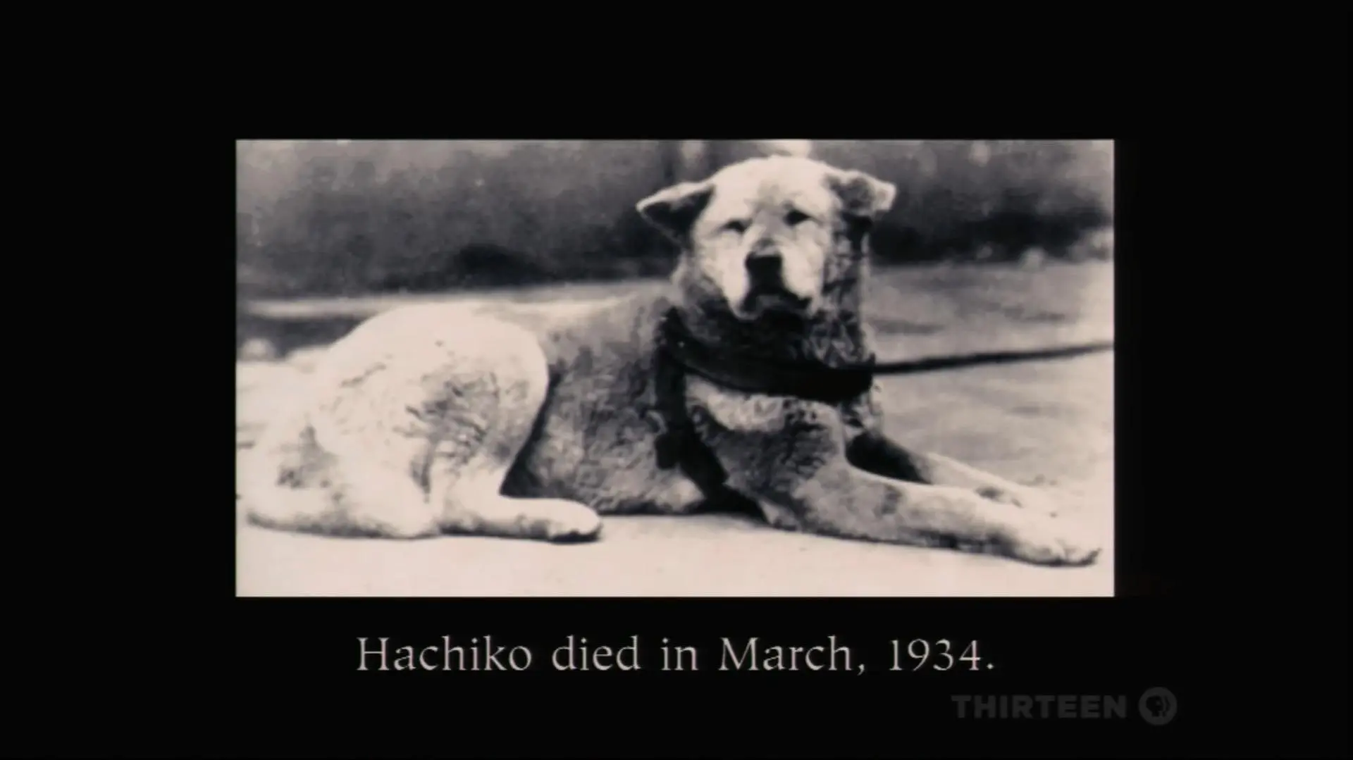 Hachi: A Dog's Tale_peliplat