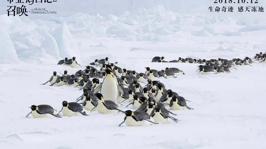 March of the Penguins 2: O próximo passo_peliplat