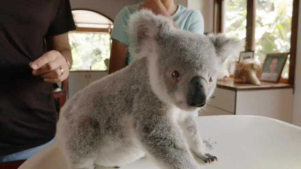 Izzy's Koala World_peliplat
