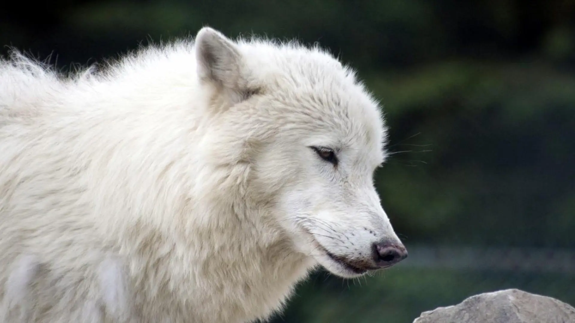 White Wolves: A Cry in the Wild II_peliplat