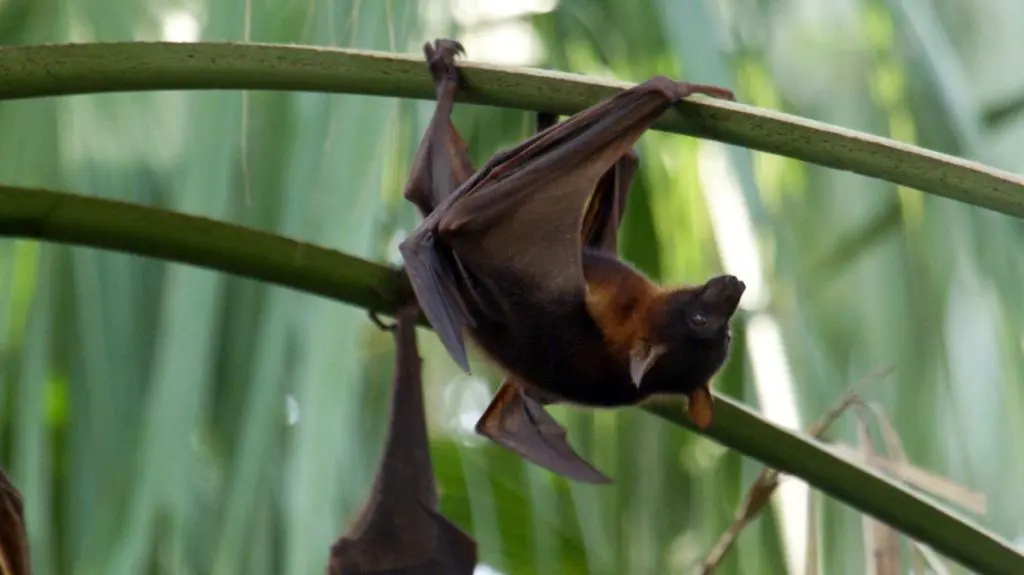 Incredible Bats_peliplat