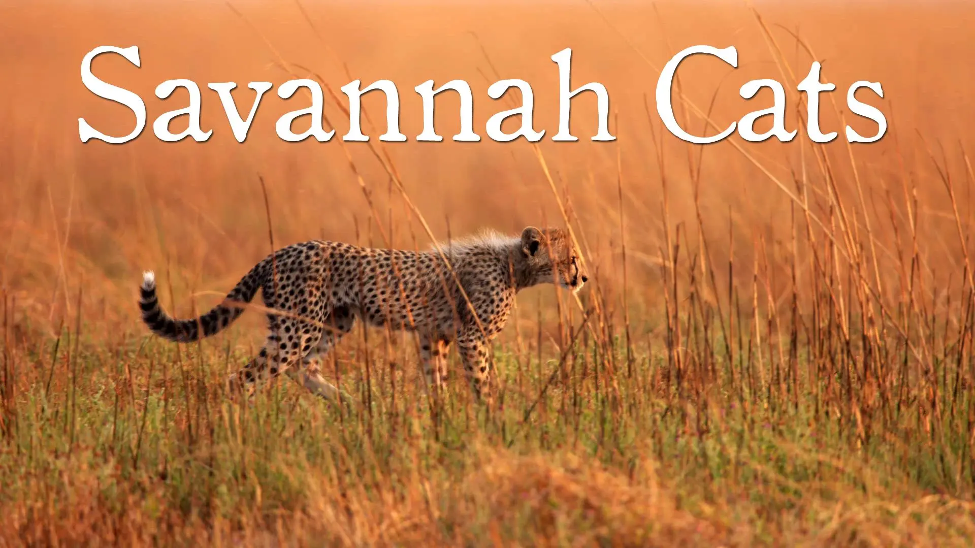 Savannah Cats_peliplat