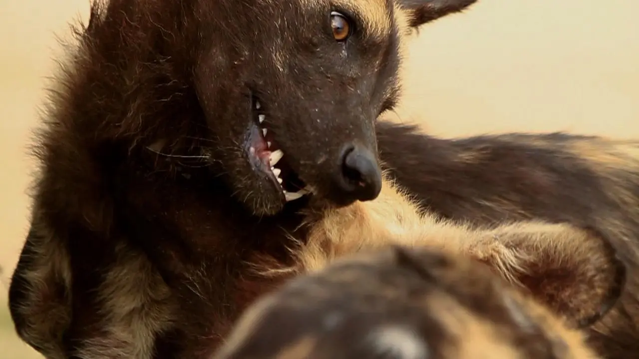 Kruger's Wild Dogs_peliplat