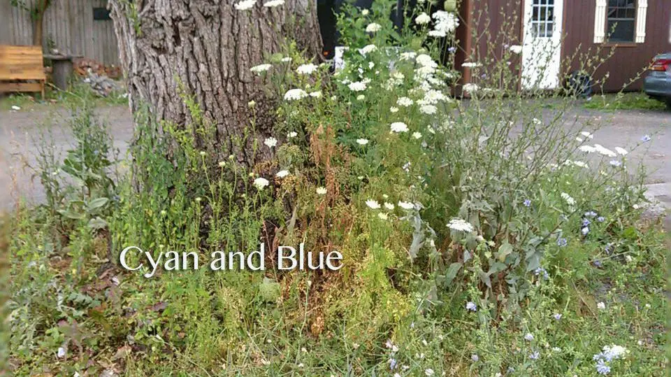 Cyan and Blue_peliplat