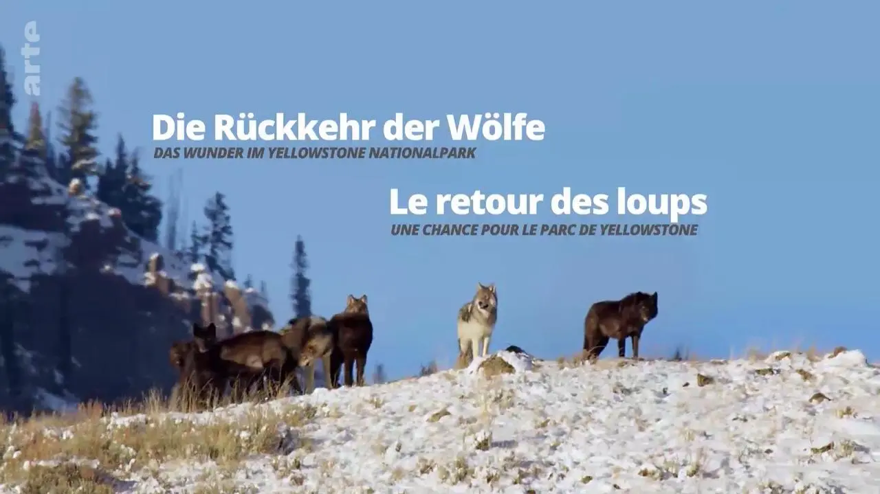 Die Rückkehr der Wölfe: Das Wunder im Yellowstone-Nationalpark_peliplat