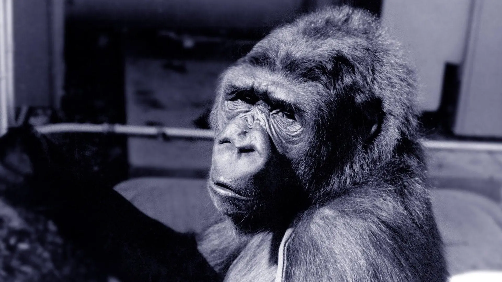 Koko: A Talking Gorilla_peliplat