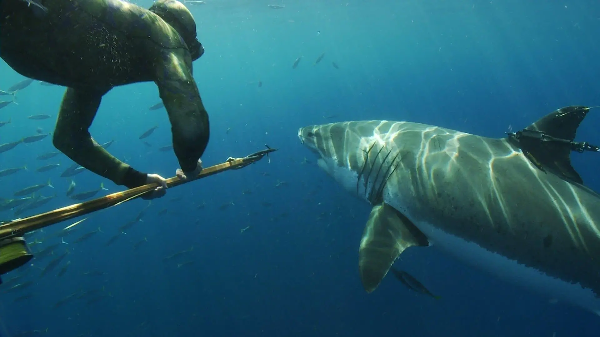 Great White Shark: Beyond the Cage of Fear_peliplat