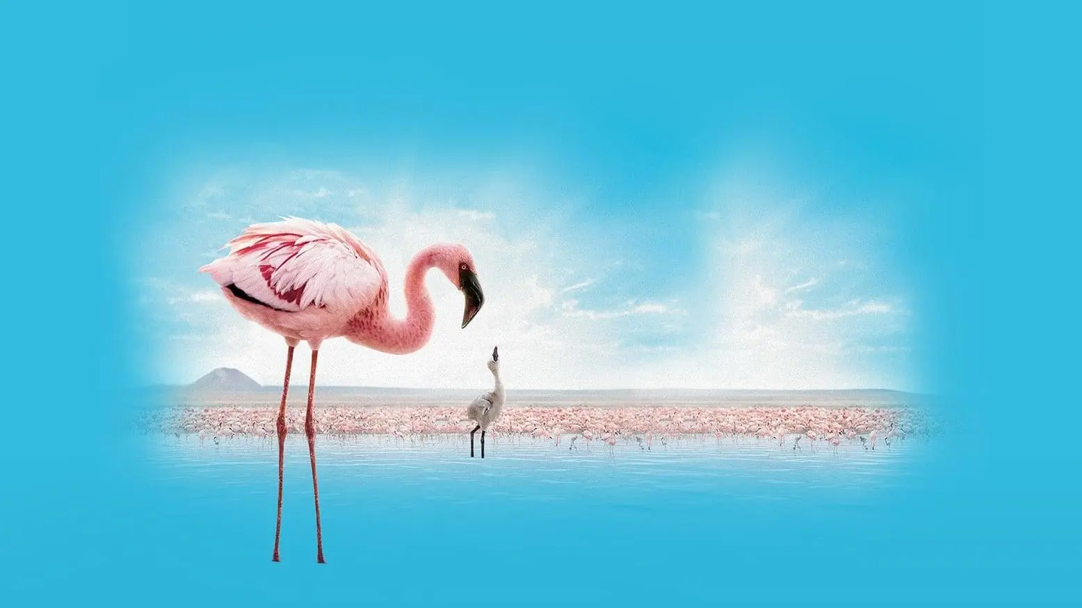 The Crimson Wing: Mystery of the Flamingos_peliplat