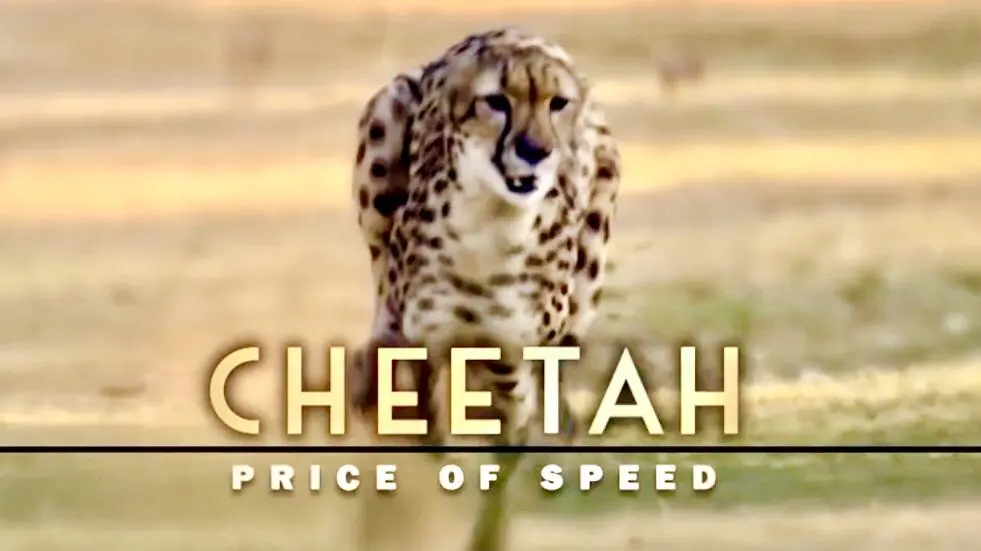 Cheetah: The Price of Speed_peliplat