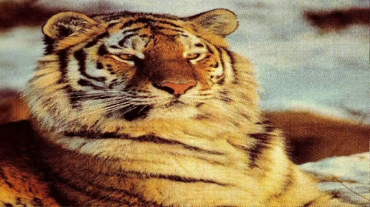 Tigers of the Snow_peliplat