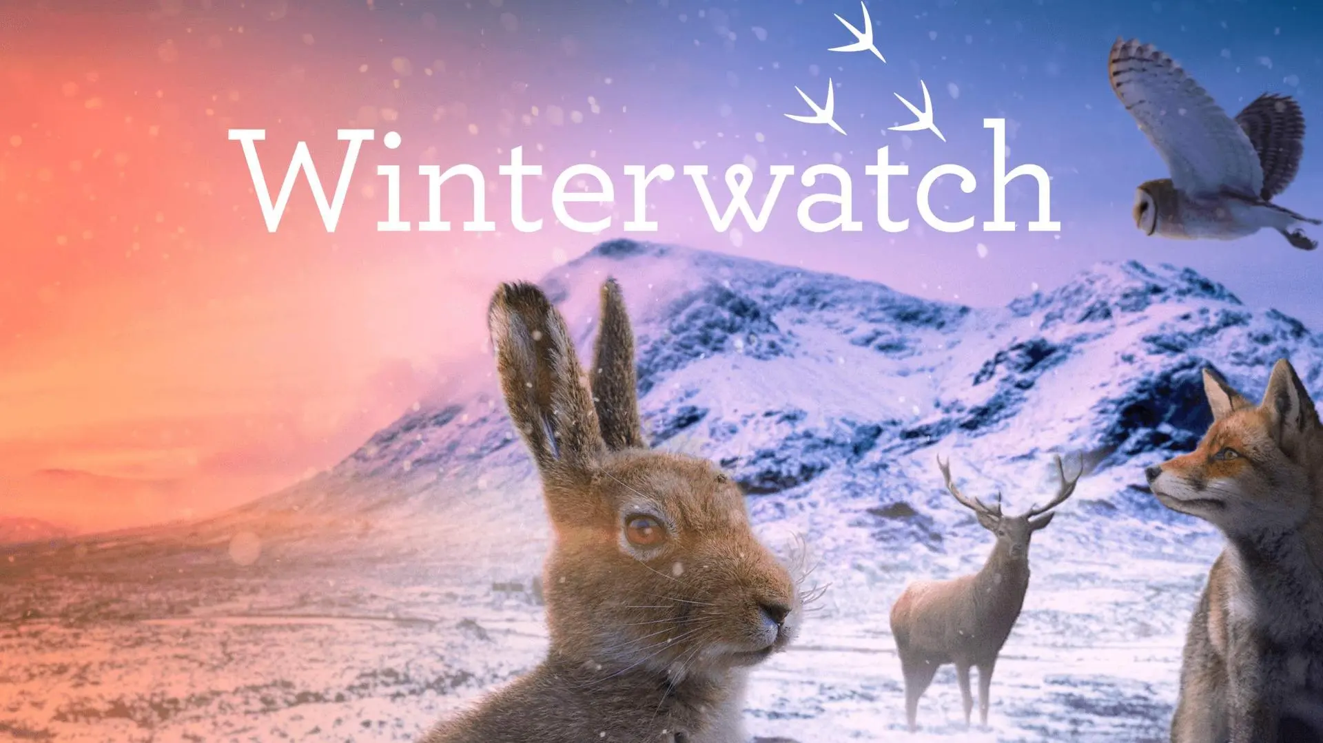 Winterwatch_peliplat