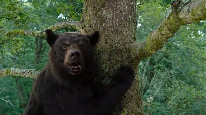 Cocaine Bear': The True Story