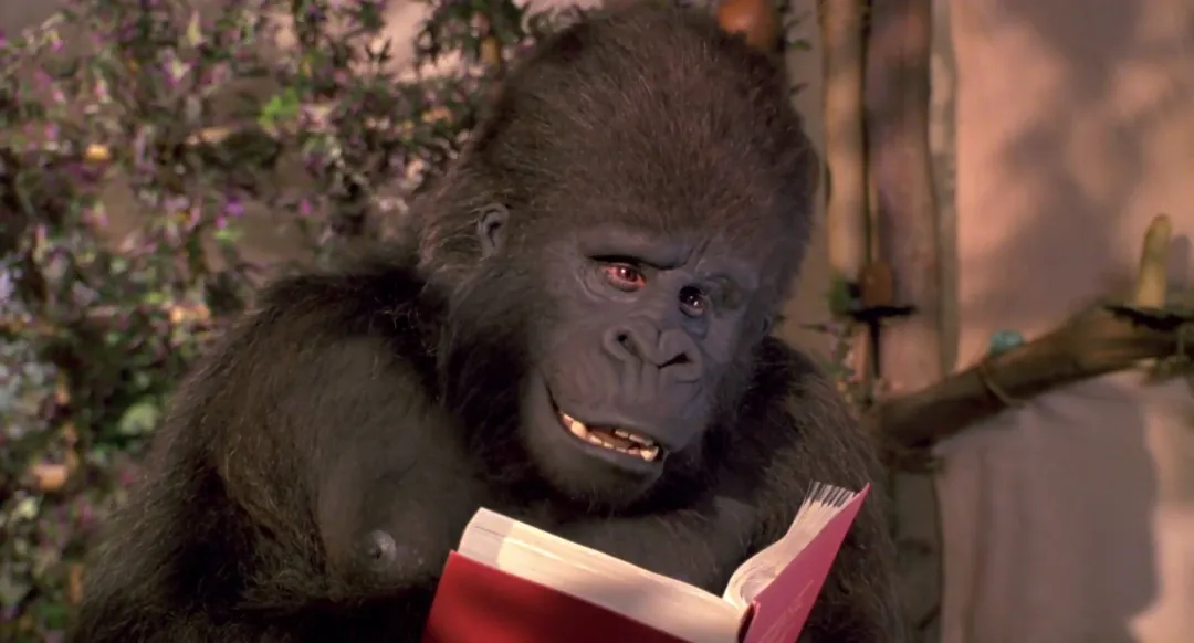 A gorilla reading a book