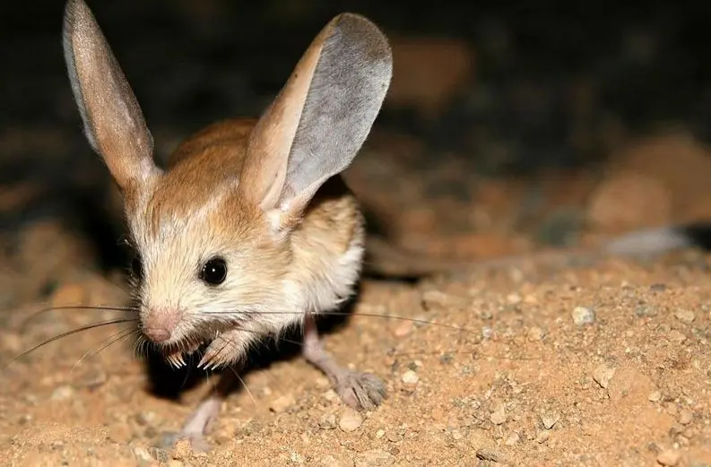 a real-life jerboa