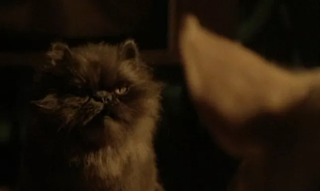 Babe (1995) - Cinema Cats
