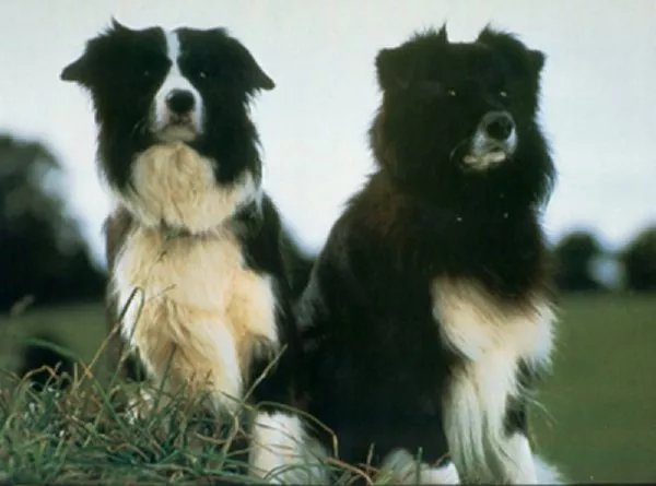Famous Border Collies – Fly and Rex | Border Collie Fan Club