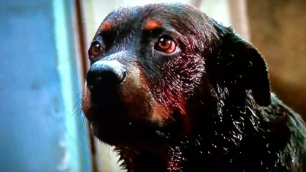 Crítica | Amores perros (2000): «porque también somos lo que hemos perdido»  - Revista Cintilatio