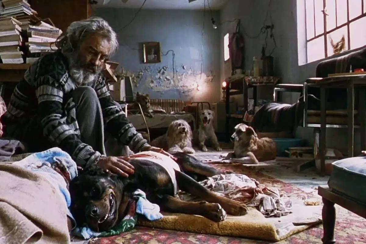 Amores perros”: la historia de un accidentado rodaje que se convirtió en un  clásico contemporáneo | LUCES | EL COMERCIO PERÚ